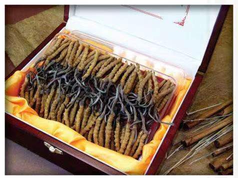 南宝镇冬虫夏草回收